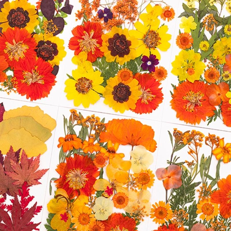 Fleur pressée séchée pour moul - Art Craft Leaves avis et prix